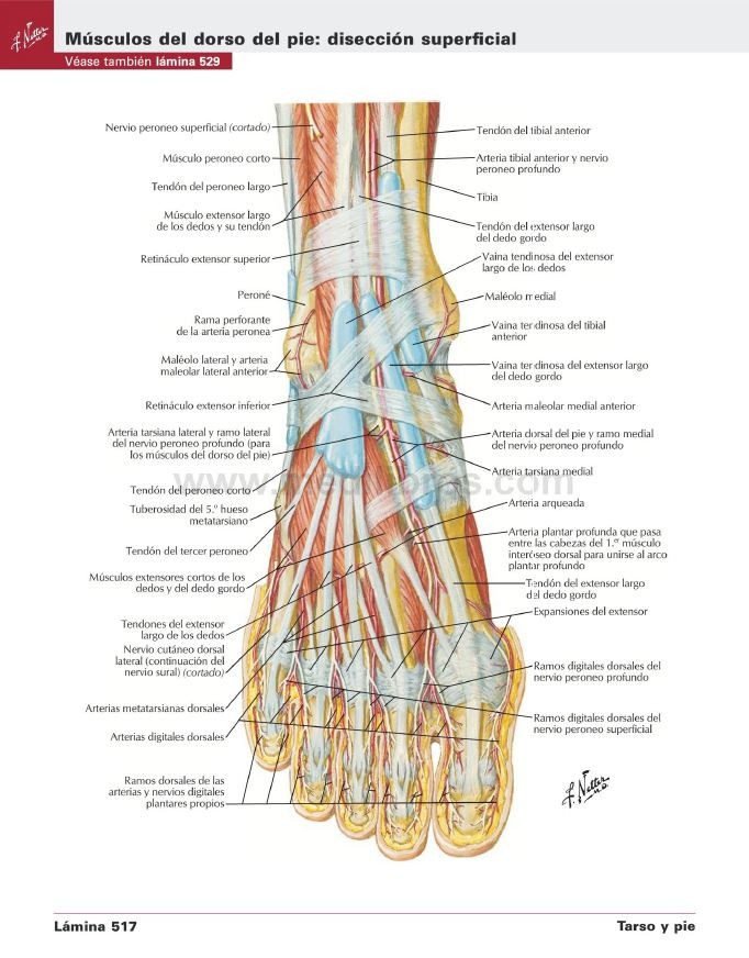 Atlas De Anatomia Humana Netter Pdf Free